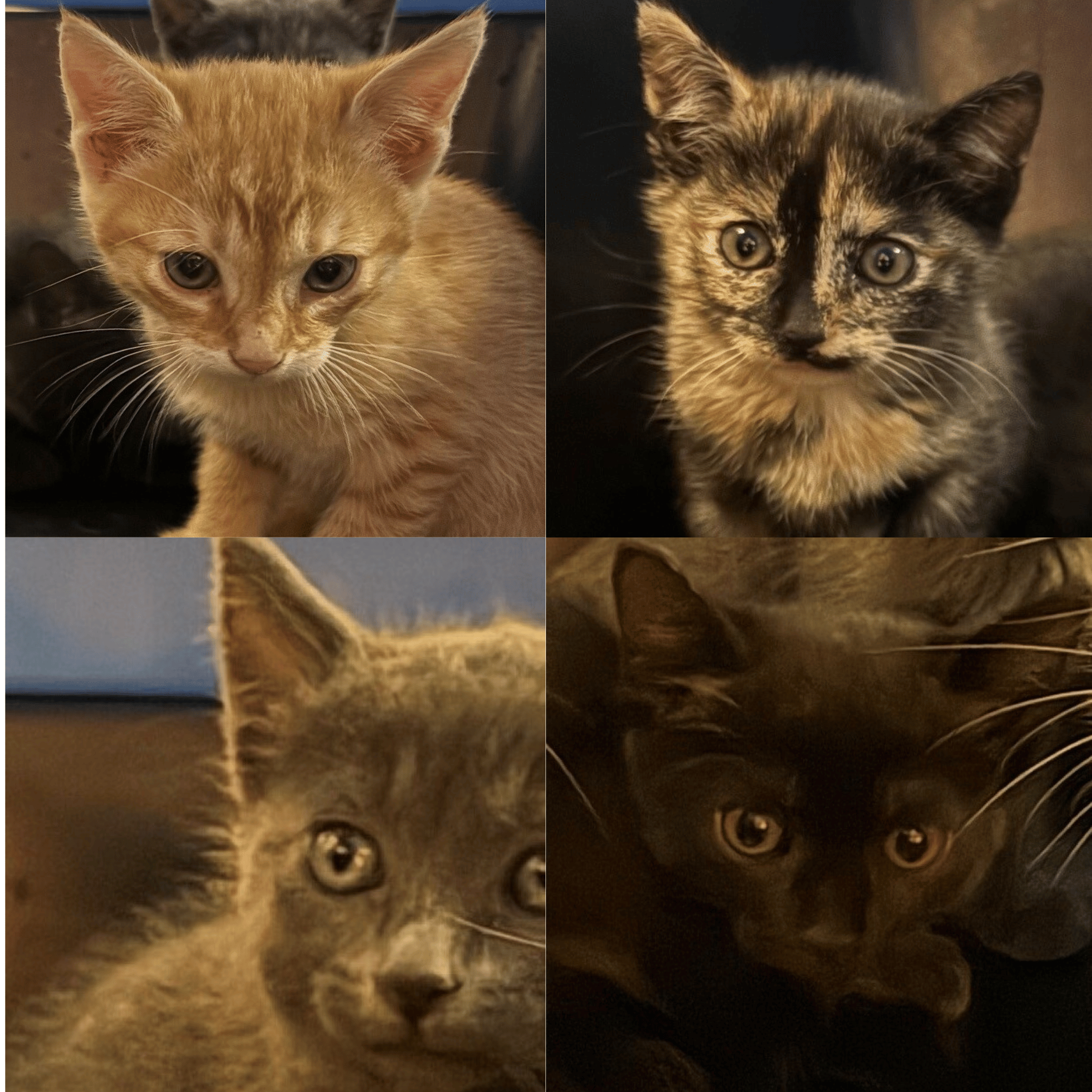 Pet